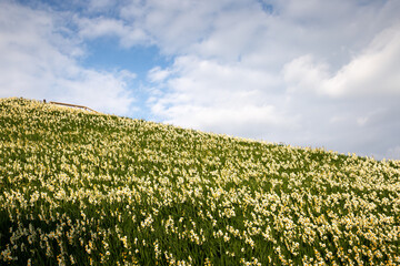 水仙の花　初春イメージ