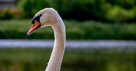 Fototapeta premium Schwankopf am Fluss