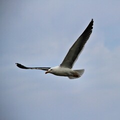 seagull in flight