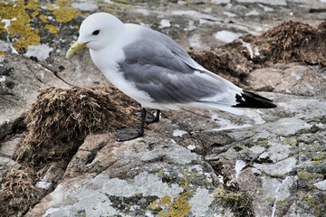 A view of a Kittiwake