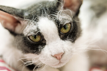 Closeup on curly black and white cornish rex cat
