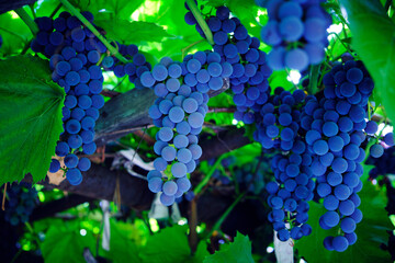 Dangling cluster of bright blue, ripe Isabella grapes.