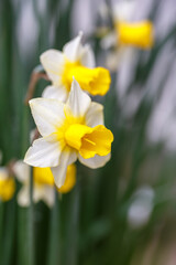 水仙の花　初春イメージ