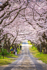 Fototapeta na wymiar 桜のアーチ　春のイメージ