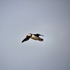 A Puffin in flight