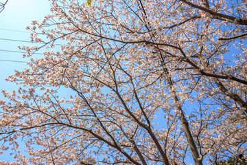 桜の花　春のイメージ