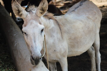 donkey a domestic animal widely used in agriculture