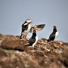 A view of an Atlantic Puffin