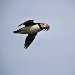 A Puffin in flight