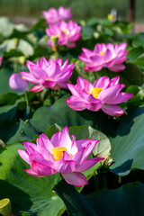 蓮の花　初夏のイメージ