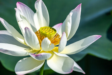 蓮の花　初夏のイメージ