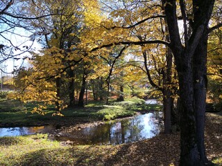 autumn in the park