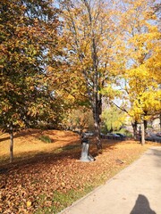 Naklejka premium autumn in the park