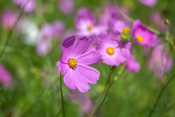 コスモス畑　秋のイメージ