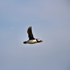 A Puffin in flight