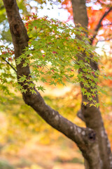 紅葉　和風な秋のイメージ