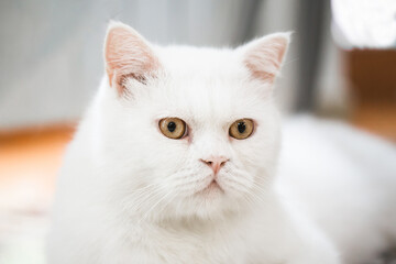 Fototapeta na wymiar White british shorthair cat with yellow eyes
