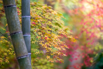 Fototapeta premium 竹と紅葉 秋の和風イメージ