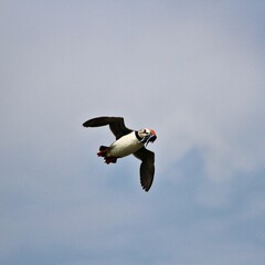 A Puffin in flight