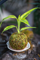 苔盆栽　和風イメージ