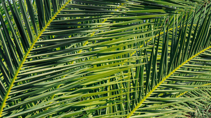The sharp leaves of a palm tree.  Palm leaf on nature green texture background