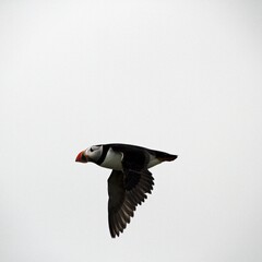 A Puffin in flight