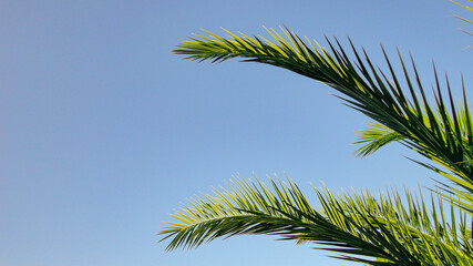 The sharp leaves of a palm tree.  Palm leaf on nature green texture background