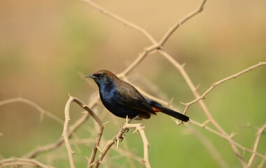 indian robin