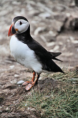 A view of an Atlantic Puffin