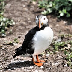 A view of an Atlantic Puffin