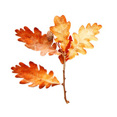 Close up on autumn oak leaves isolated on white background.