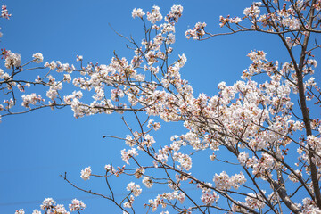 桜の花　春のイメージ
