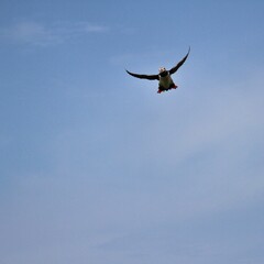 A Puffin in Flight