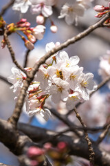 桜の花　春のイメージ