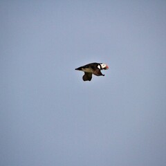 A Puffin in Flight