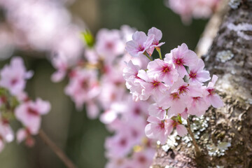 桜の花　春のイメージ