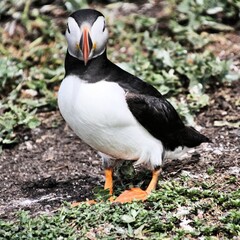 A view of an Atlantic Puffin