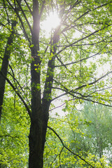 green forest in the morning