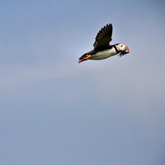 A Puffin in Flight