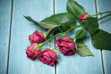 バラの花　スタジオ撮影