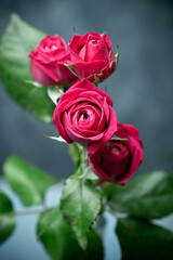 バラの花　スタジオ撮影