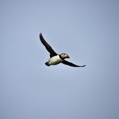 A Puffin in Flight