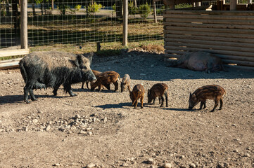 Fototapeta premium Wild boar family in their pen.