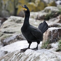 A Cormorant on a rock