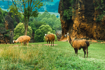 Trio of llamas grazing in semi freedom.