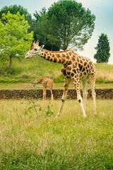 Giraffe posing in a meadow.