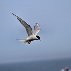 An Arctic Tern in flight