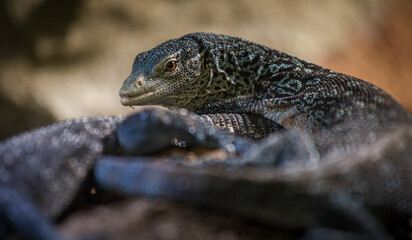 blue monitor lizard portrait of a terrarium