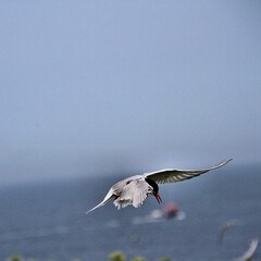 An Arctic Tern in flight