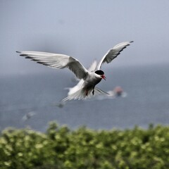 An Arctic Tern in flight